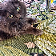 Roxy joined the competition — help win amazing prizes! animal, carpet, cat, closeup, curious, cute, domestic, feline, fluffy, fur, green_eyes, indoor, laying, mammal, pattern, paw, pet, relaxed, soft, whiskers