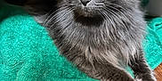 Roxy is registered to the contest to win money with this photo: animal, calm, cat, closeup, cute, domestic_animal, eyes, fluffy, fur, gray_cat, green_towel, indoor, mammal, paws, pet, relaxed, resting, towel, whiskers, wooden_floor