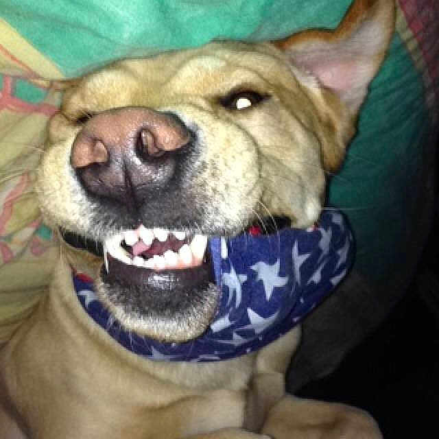 Buster is registered to the contest to win money with this photo: