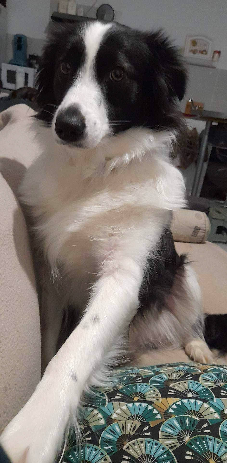 Elfe a rejoint le concours — aidez-le/la à gagner de superbes lots ! australian_collie, border_collie, canidae, carnivore, chair, companion_dog, dog, dog_breed, fur, gun_dog, herding_dog, mcnab, snout, sporting_group, water, whiskers, working_animal, working_dog