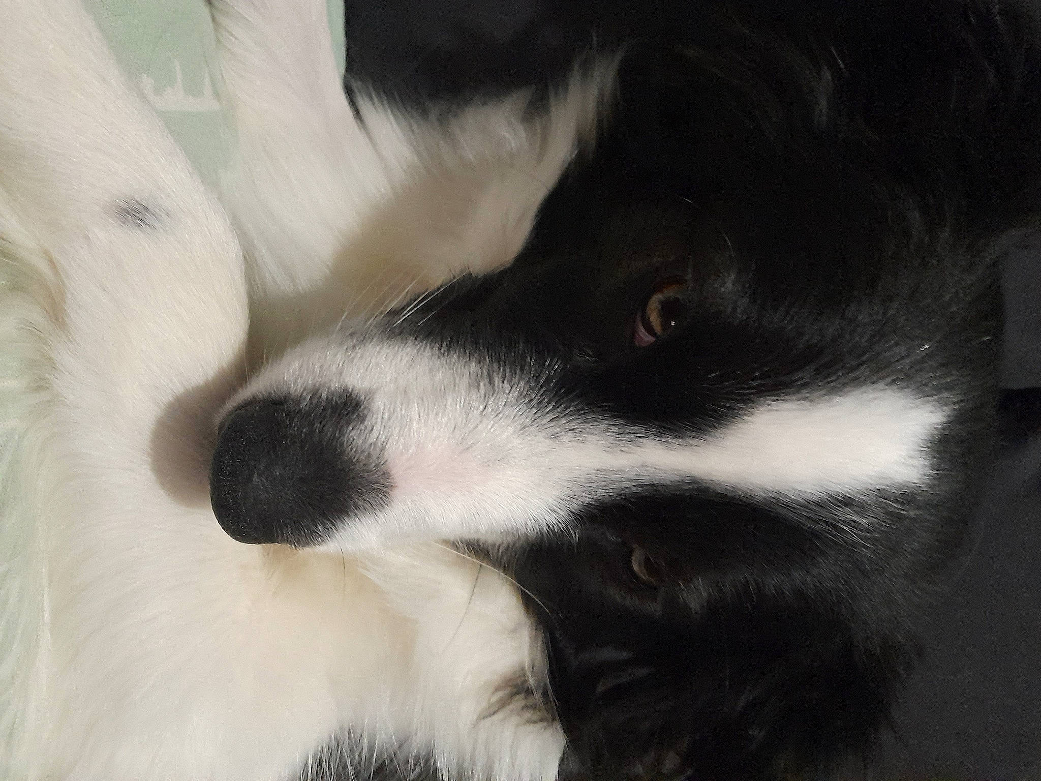 Elfe a rejoint le concours — aidez-le/la à gagner de superbes lots ! border_collie, canidae, carnivore, companion_dog, dog, dog_breed, fur, mcnab, sporting_group, terrestrial_animal, whiskers, working_animal, working_dog