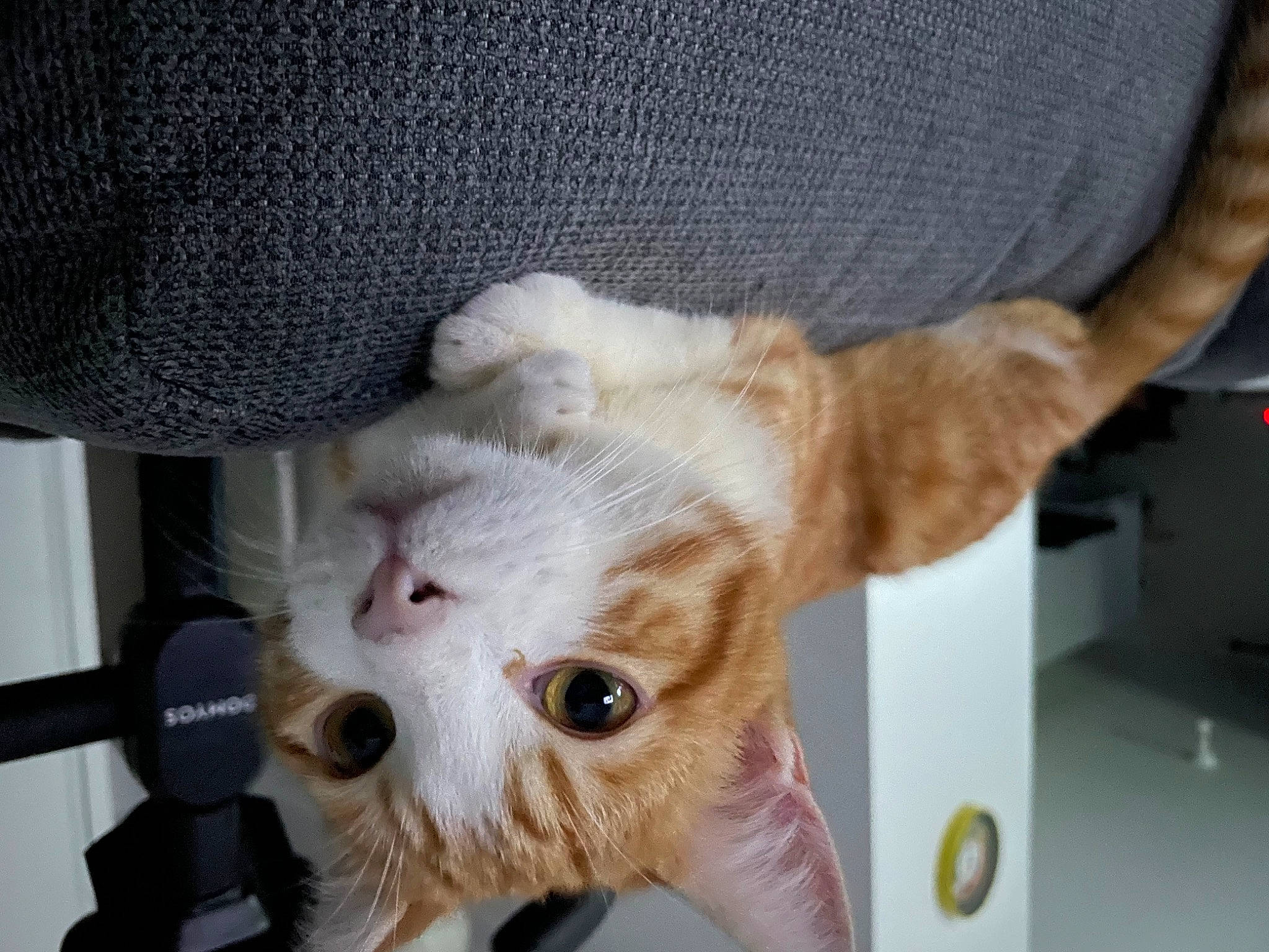 Yoshi participe au concours pour gagner de l'argent avec cette photo : canidae, carnivore, cat, claw, comfort, companion_dog, couch, dog_breed, domestic_short_haired_cat, fang, felidae, fur, paw, small_to_medium_sized_cats, sporting_group, tail, terrestrial_animal, whiskers