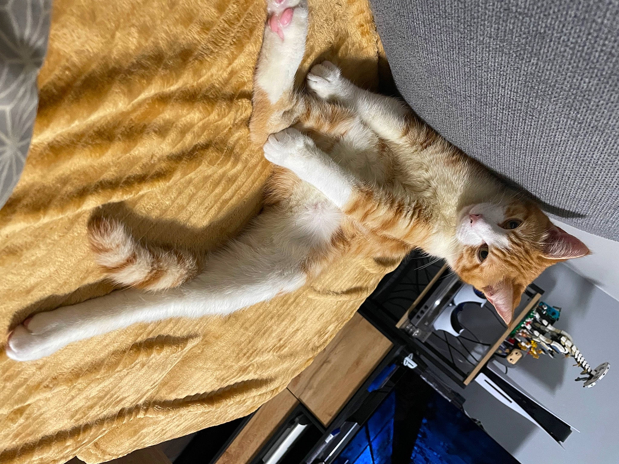 Yoshi a rejoint le concours — aidez-le/la à gagner de superbes lots ! carnivore, cat, claw, comfort, domestic_short_haired_cat, fawn, felidae, fur, hardwood, linens, small_to_medium_sized_cats, tail, textile, whiskers, wood