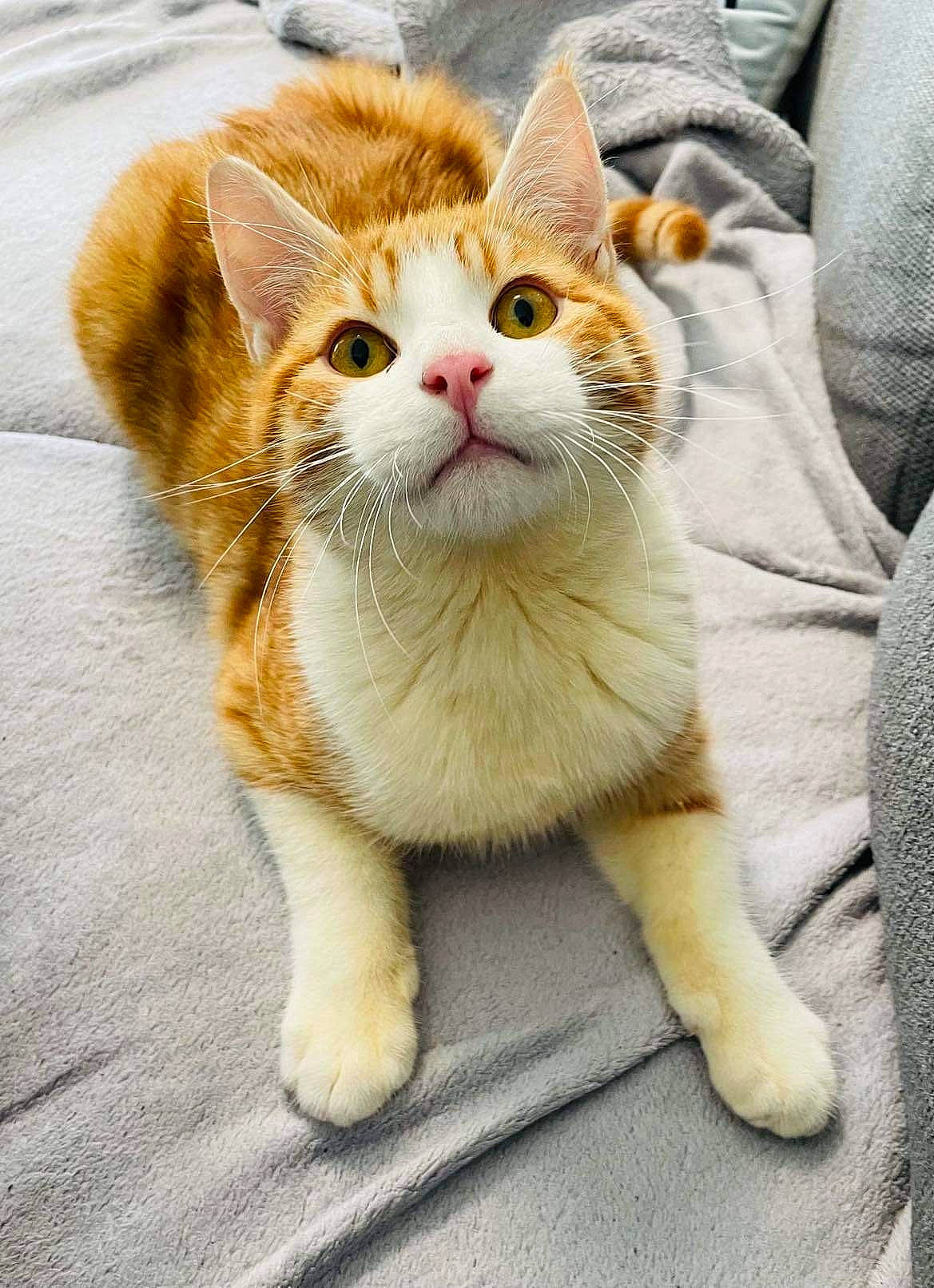 Yoshi participe au concours pour gagner de l'argent avec cette photo : carnivore, cat, claw, comfort, domestic_short_haired_cat, fawn, felidae, foot, fur, gesture, paw, photo_caption, sitting, small_to_medium_sized_cats, snout, tail, terrestrial_animal, whiskers