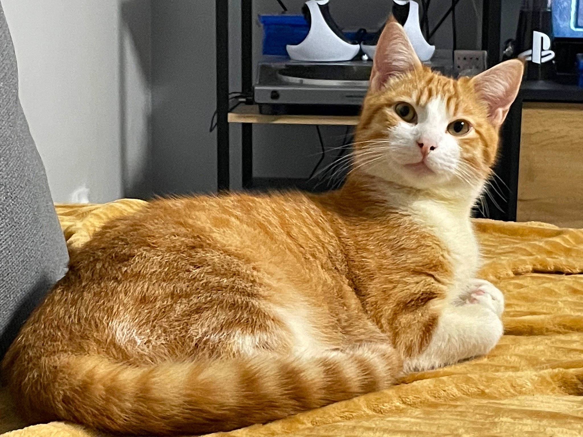 Yoshi a rejoint le concours — aidez-le/la à gagner de superbes lots ! carnivore, cat, cat_furniture, cat_supply, claw, comfort, domestic_short_haired_cat, fawn, felidae, fur, paw, pet_supply, sitting, small_to_medium_sized_cats, snout, tail, whiskers, window, wood