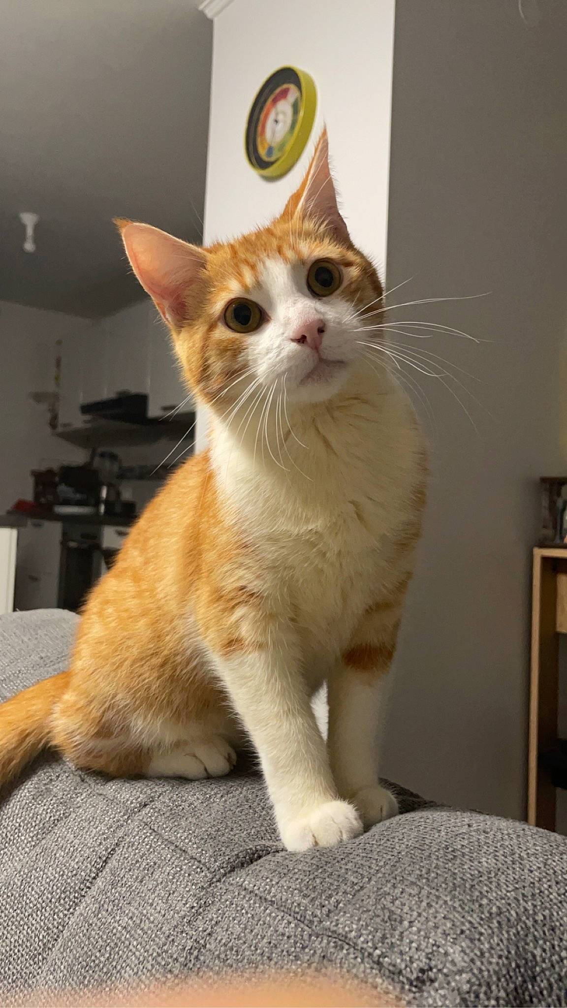 Yoshi participe au concours pour gagner de l'argent avec cette photo : carnivore, cat, claw, domestic_short_haired_cat, fawn, felidae, fur, paw, small_to_medium_sized_cats, snout, tail, whiskers, window