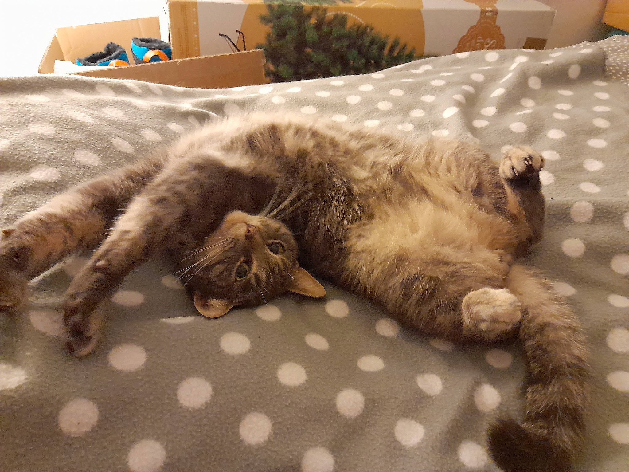 Reglisse participe au concours pour gagner de l'argent avec cette photo : bed, carnivore, cat, claw, comfort, domestic_short_haired_cat, fawn, felidae, flooring, fur, linens, nap, paw, room, sleep, small_to_medium_sized_cats, snout, tail, terrestrial_animal, whiskers