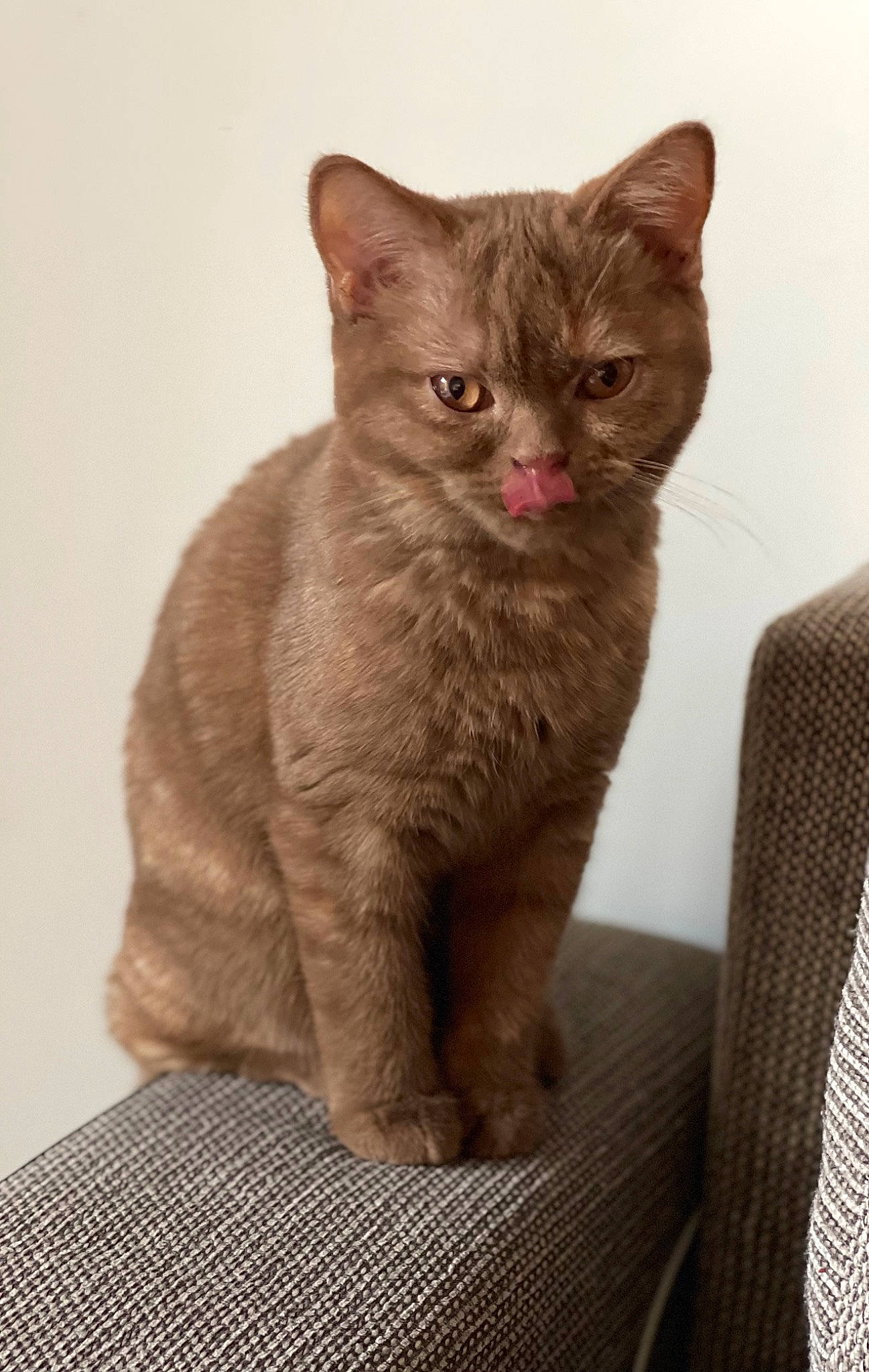 Kenya a rejoint le concours — aidez-le/la à gagner de superbes lots ! carnivore, cat, cat_supply, domestic_short_haired_cat, fawn, felidae, fur, grey, small_to_medium_sized_cats, tail, terrestrial_animal, whiskers