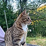 Simba participe au concours pour gagner de l'argent avec cette photo : cat, tabby_cat, white_paws, outdoor, nature, wooden_surface, greenery, trees, grass, sunlight, animal, pet, feline, sitting, side_view, quiet, calm, daytime, fur, whiskers