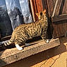 cat, tabby_cat, animal, pet, windowsill, wooden_shutter, shadow, sunlight, outdoor, wall, string_lights, texture, window, curtain, reflection, feline, walking, striped, white_paws, nature
