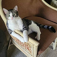 Nickie is registered to the contest to win money with this photo: animal, brown_cushion, cat, closeup, curious, domestic_cat, feline, fur, green_eyes, household, indoor, paw, pet, relaxed, resting, tabby_cat, tail, whiskers, white_cat, wicker_chair