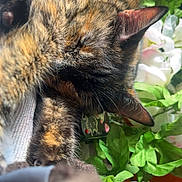 Ryn is registered to the contest to win money with this photo: animal, cat, close_up, cozy, ear, flower, fur, greenery, indoor, leaf, nap, nature, pet, plant, relaxation, resting, sleeping, soft_texture, sunlight, tortoiseshell_cat