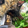 animal, cat, close_up, cozy, ear, flower, fur, greenery, indoor, leaf, nap, nature, pet, plant, relaxation, resting, sleeping, soft_texture, sunlight, tortoiseshell_cat