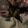 Ryn is registered to the contest to win money with this photo: animal, bedroom, blanket, cat, close_up, cozy, curtain, fur, furniture, home, indoor, mammal, pet, poster, relaxed, resting, soft_lighting, tortoiseshell_cat, wall_art, whiskers