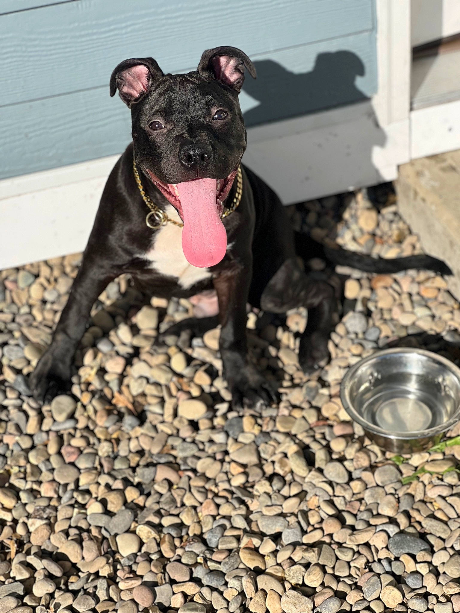 Kongo joined the competition — help win amazing prizes! canidae, carnivore, cobblestone, collar, companion_dog, dog, dog_breed, dog_collar, dog_supply, fawn, flooring, guard_dog, road_surface, snout, soil, sporting_group, tail, terrestrial_animal, working_animal, working_dog