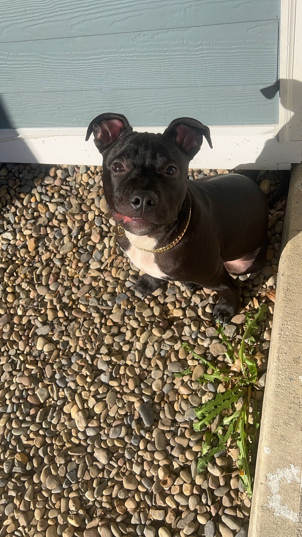 Kongo joined the competition — help win amazing prizes! boston_terrier, bulldog, canidae, carnivore, companion_dog, dog, dog_breed, fawn, flooring, grass, molosser, pet_supply, plant, road_surface, snout, sporting_group, tail, toy_dog, whiskers, working_animal