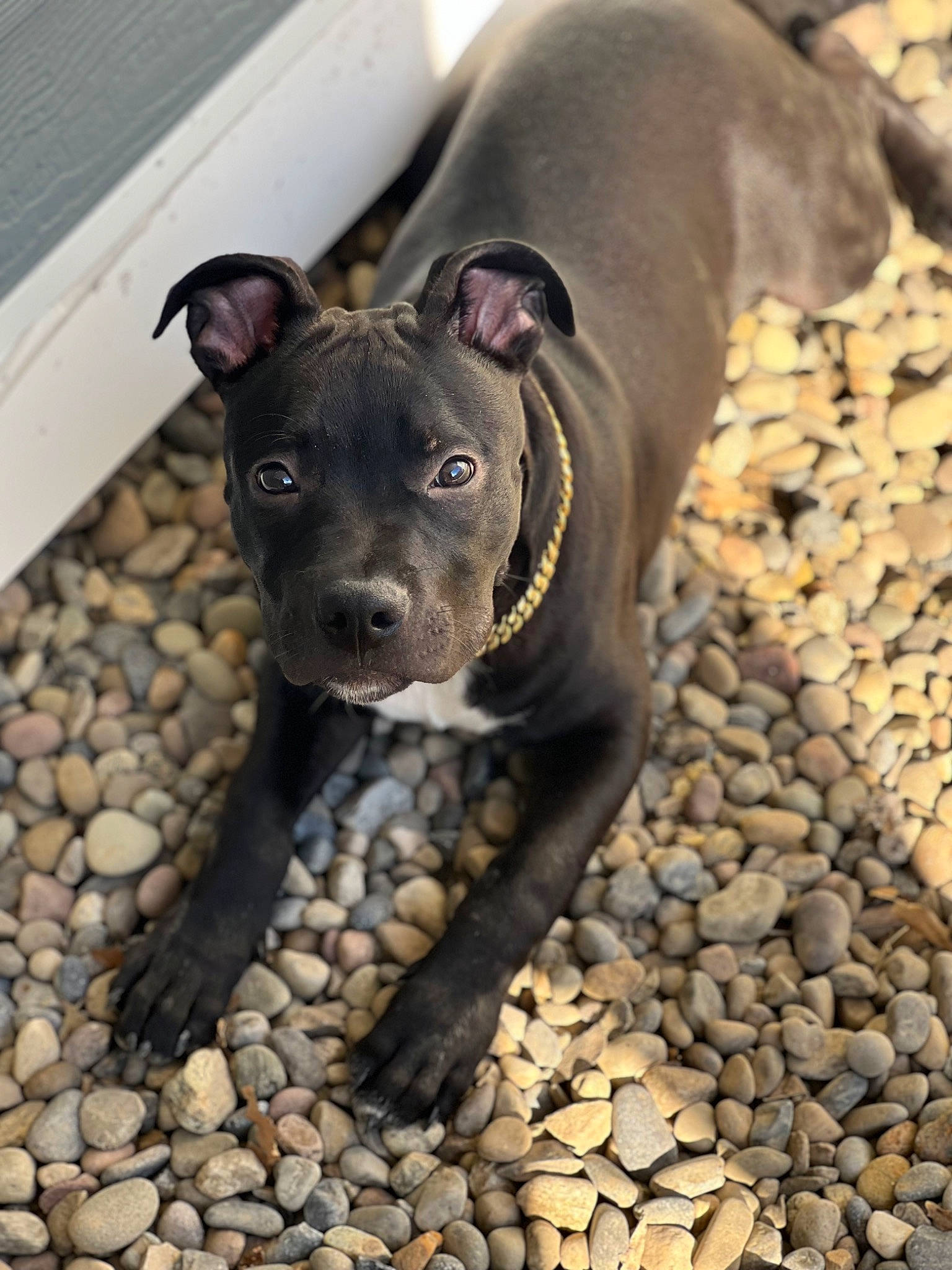 Kongo is registered to the contest to win money with this photo: canidae, carnivore, collar, companion_dog, dog, dog_breed, dog_collar, fawn, molosser, non_sporting_group, pebble, pet_supply, rock, snout, soil, sporting_group, terrestrial_animal, whiskers, working_animal, working_dog