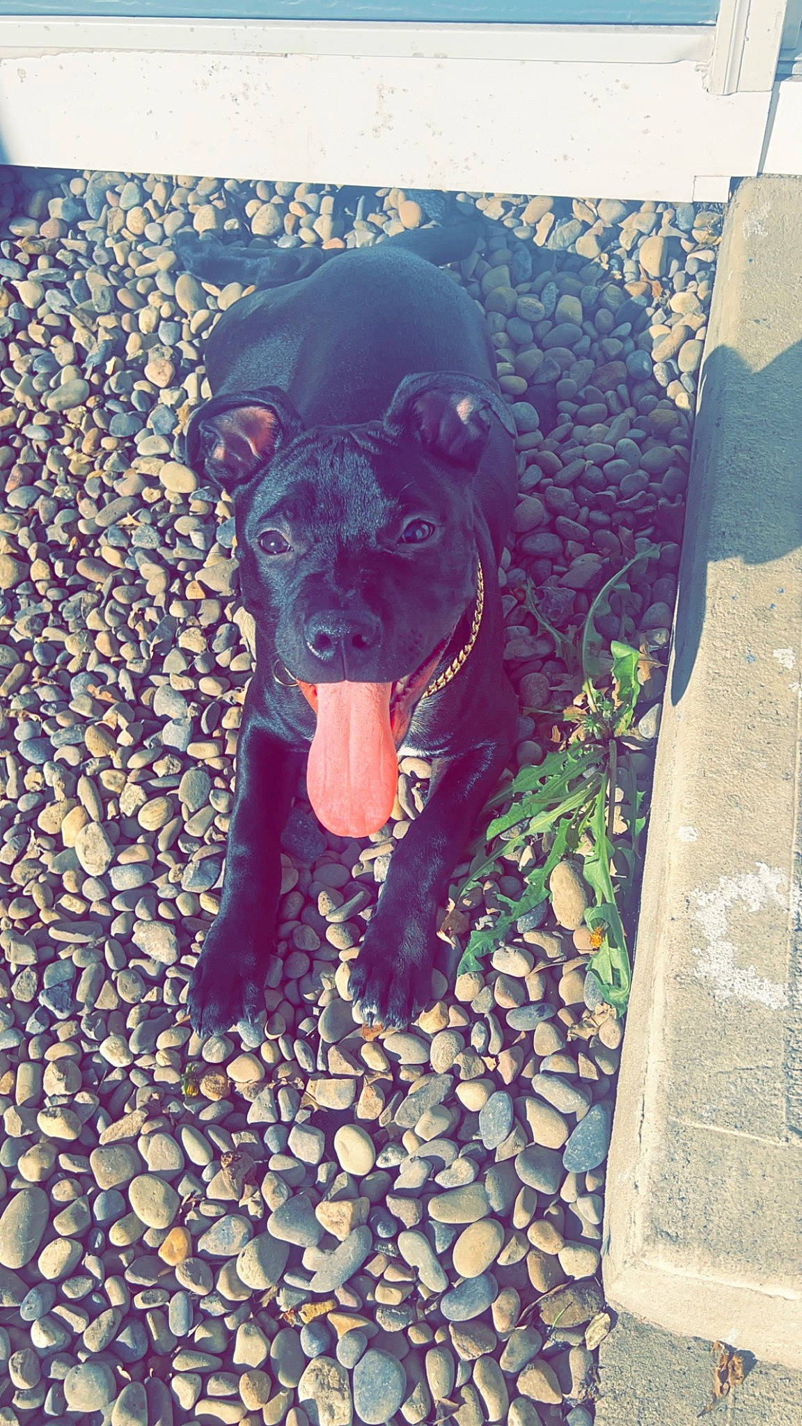 Kongo is registered to the contest to win money with this photo: art, carnivore, companion_dog, dog, dog_breed, dog_collar, fashion_accessory, fawn, grass, leash, pet_supply, plant, pug, rectangle, snout, soil, sporting_group, toy_dog, visual_arts, working_animal