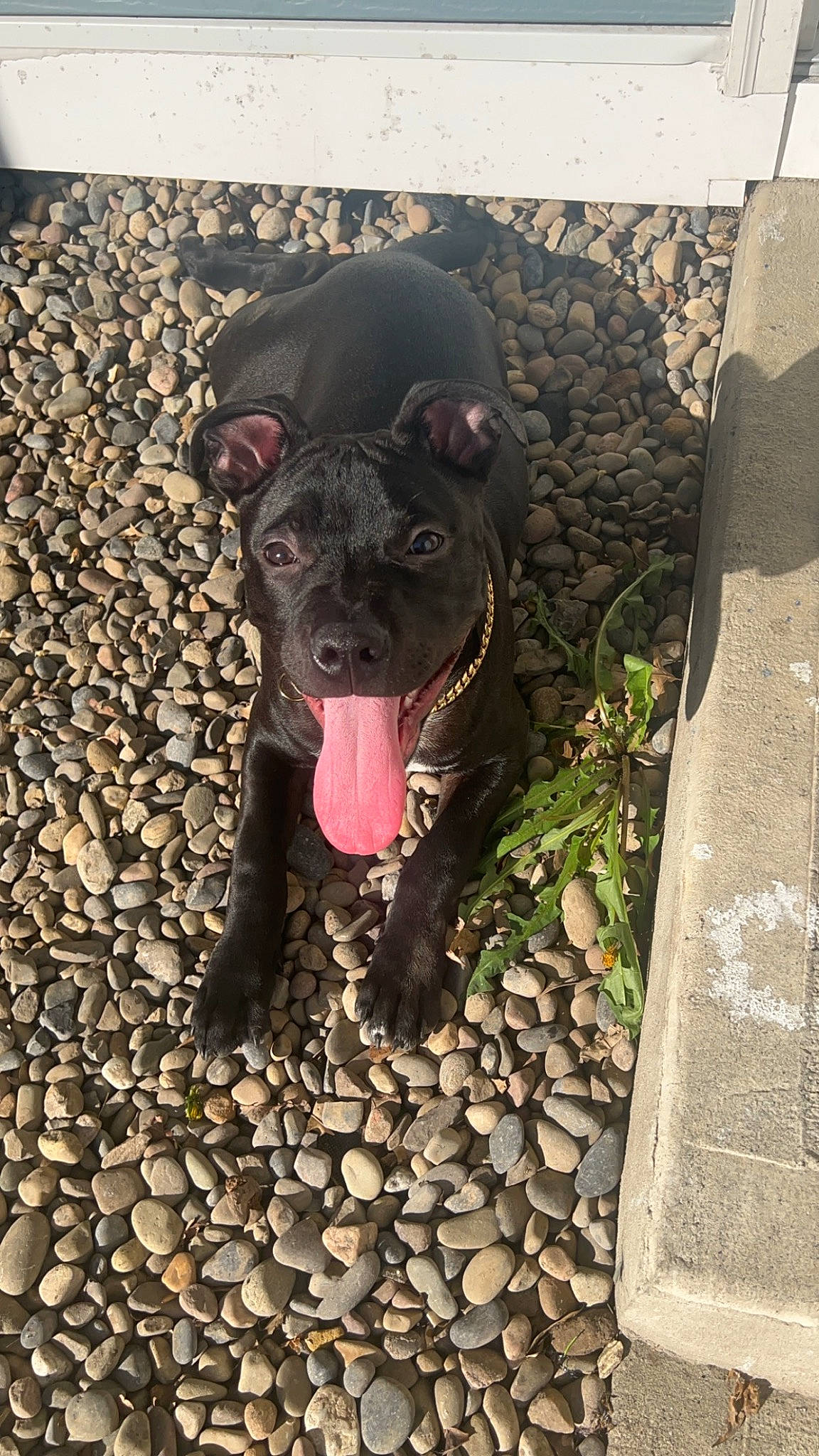 Kongo is registered to the contest to win money with this photo: carnivore, collar, companion_dog, dog, dog_breed, dog_collar, fawn, grass, guard_dog, leash, molosser, pet_supply, plant, pug, snout, soil, sporting_group, toy, toy_dog, working_animal