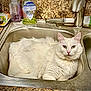 animal, cat, cleaning_supplies, close_up, countertop, curious, cute, domestic_animal, fluffy, fur, household, indoor, kitchen, pet, relaxed, resting, sink, tap, water_faucet, white_cat