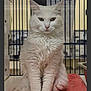 Luna is registered to the contest to win money with this photo: cat, white_cat, fluffy, pet, animal, indoor, cage, red_blanket, fur, sitting, looking_at_camera, whiskers, ears, paws, tail, domestic_cat, feline, cute, animal_shelter, portrait