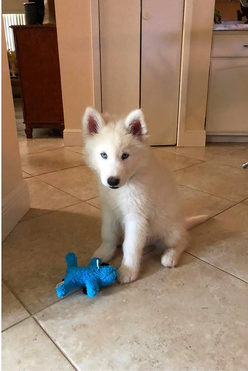 Bleu joined the competition — help win amazing prizes! animal, blue_eyes, cabinet, cute, dog, door, ears, floor, fur, home, indoor, nose, pet, puppy, sitting, stuffed_toy, tile_floor, toy, white_fur, young