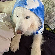 Bleu is registered to the contest to win money with this photo: animal, bed, blanket, blue_hoodie, calm, canine, cozy, cute, dog, domestic_animal, fur, hoodie, indoor, laying_down, pet, pillow, portrait, soft, tie_dye, white_dog