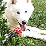 dog, white_dog, blue_eyes, tongue_out, grass, greenery, flower, bush, outdoor, pet, canine, nature, relaxed, happy, animal, fur, muzzle, ears, lying_down, daylight