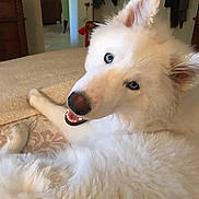 Bleu joined the competition — help win amazing prizes! dog, white, blue_eyes, fluffy, pet, indoor, bed, blanket, lying_down, happy, smiling, fur, canine, domestic_animal, cozy, room, furniture, holiday_lights, ear, nose