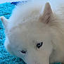 dog, white_dog, blue_eyes, lying_down, turquoise_rug, indoor, pet, fluffy, close_up, canine, calm, resting, fur, snout, ears, domestic_animal, animal, companion, cute, relaxed
