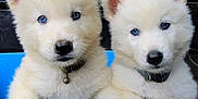 Bleu is registered to the contest to win money with this photo: puppy, dog, blue_eyes, white_fur, cute, animal, pet, outdoor, container, playful, fluffy, collar, young, pair, curious, portrait, closeup, nature, adorable, ears