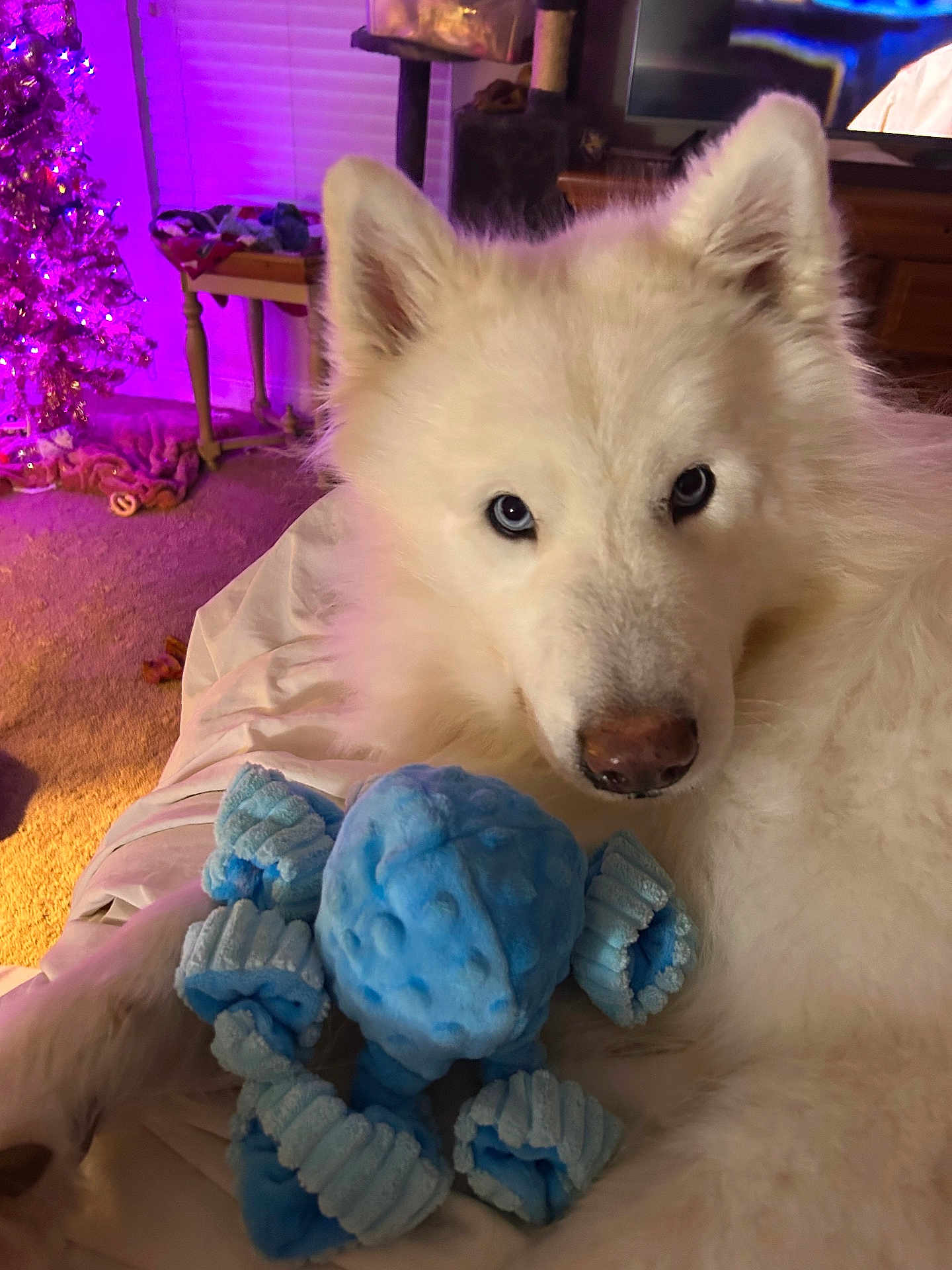 Bleu