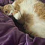 Jack is registered to the contest to win money with this photo: cat, orange_cat, white_cat, fluffy, pet, animal, feline, lying_down, purple_blanket, cozy, indoor, relaxed, paw, fur, whiskers, bed, soft_texture, close_up, resting, cute