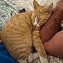 Jack is registered to the contest to win money with this photo: cat, orange_tabby, sleeping, arm, human, cozy, blanket, bed, resting, feline, paw, comfort, indoor, cute, fur, whiskers, nap, relaxation, close_up, domestic_animal