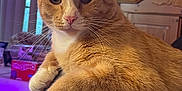 Jack is registered to the contest to win money with this photo: cat, orange_tabby, indoor, pet, feline, close_up, fur, whiskers, paw, relaxed, curious, person_leg, home, furniture, window_blinds, cozy, domestic, animal, portrait, resting
