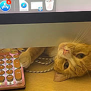 Jack joined the competition — help win amazing prizes! cat, orange_tabby, keyboard, computer_monitor, paw, desk, wooden_surface, technology, pet, curious, indoor, closeup, cute, whiskers, playful, electronics, office, monitor, typing, retro_keyboard