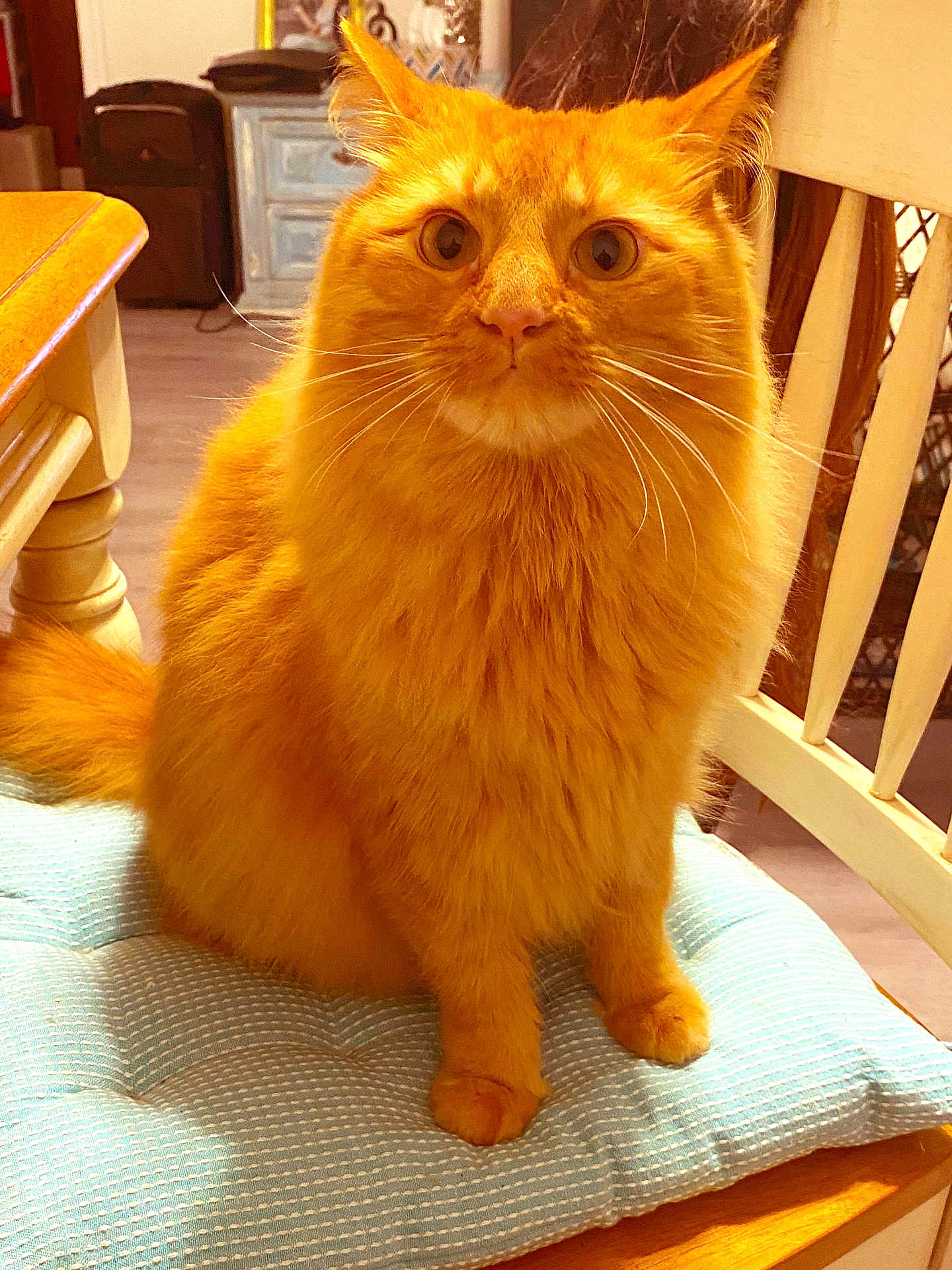 Frankie