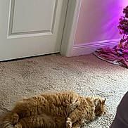 Frankie joined the competition — help win amazing prizes! animal, carpet, cat, christmas_tree, cozy, cute, door, feline, floor, fluffy, fur, home, indoor, orange_cat, pet, purple_light, relaxing, resting, sleeping, tail