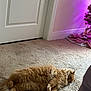 animal, carpet, cat, christmas_tree, cozy, cute, door, feline, floor, fluffy, fur, home, indoor, orange_cat, pet, purple_light, relaxing, resting, sleeping, tail