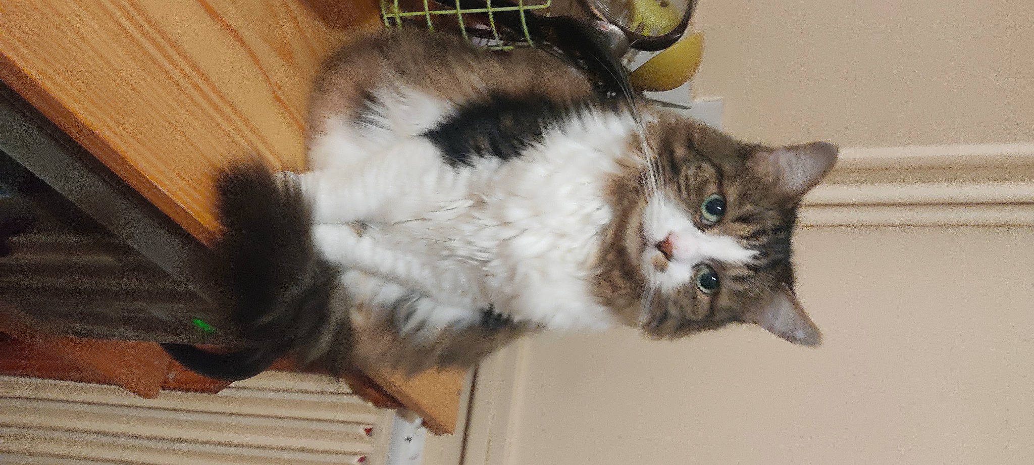 Soushi a rejoint le concours — aidez-le/la à gagner de superbes lots ! box, cardboard, carnivore, cat, claw, domestic_short_haired_cat, felidae, fur, paw, small_to_medium_sized_cats, tail, whiskers, window