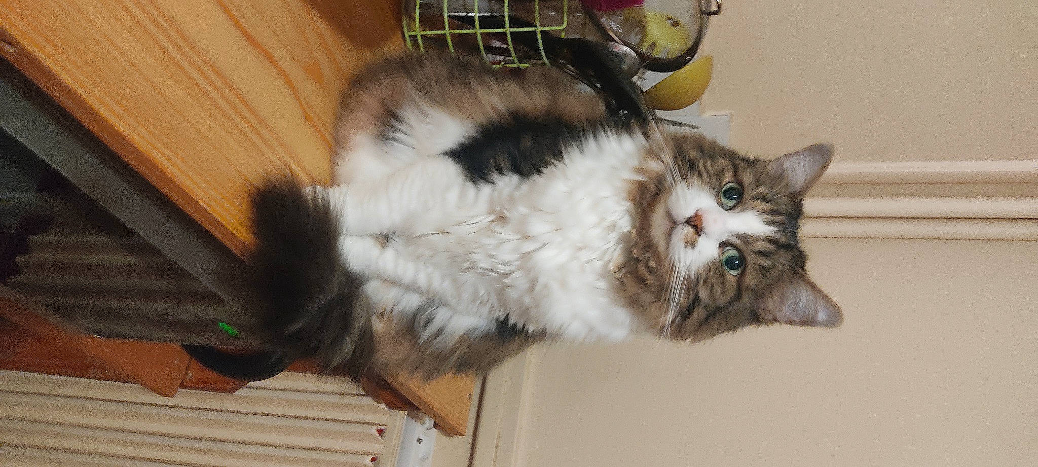 Soushi participe au concours pour gagner de l'argent avec cette photo : cardboard, carnivore, cat, claw, domestic_short_haired_cat, felidae, fur, hardwood, paw, small_to_medium_sized_cats, snout, tail, terrestrial_animal, whiskers, wood