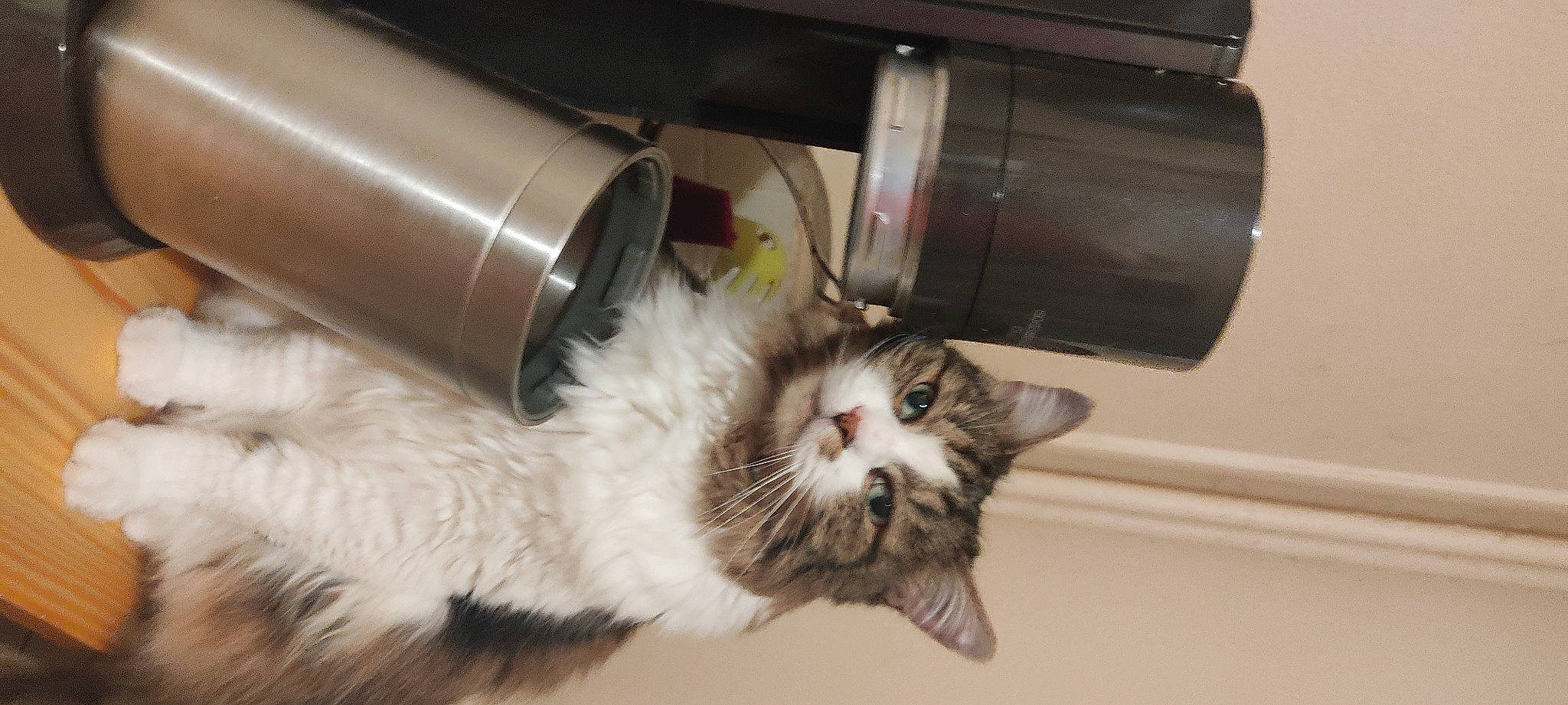 Soushi participe au concours pour gagner de l'argent avec cette photo : carnivore, cat, claw, cylinder, domestic_short_haired_cat, felidae, fur, gas, kitchen_appliance, machine, mammal, metal, paw, pipe, small_to_medium_sized_cats, tail, whiskers