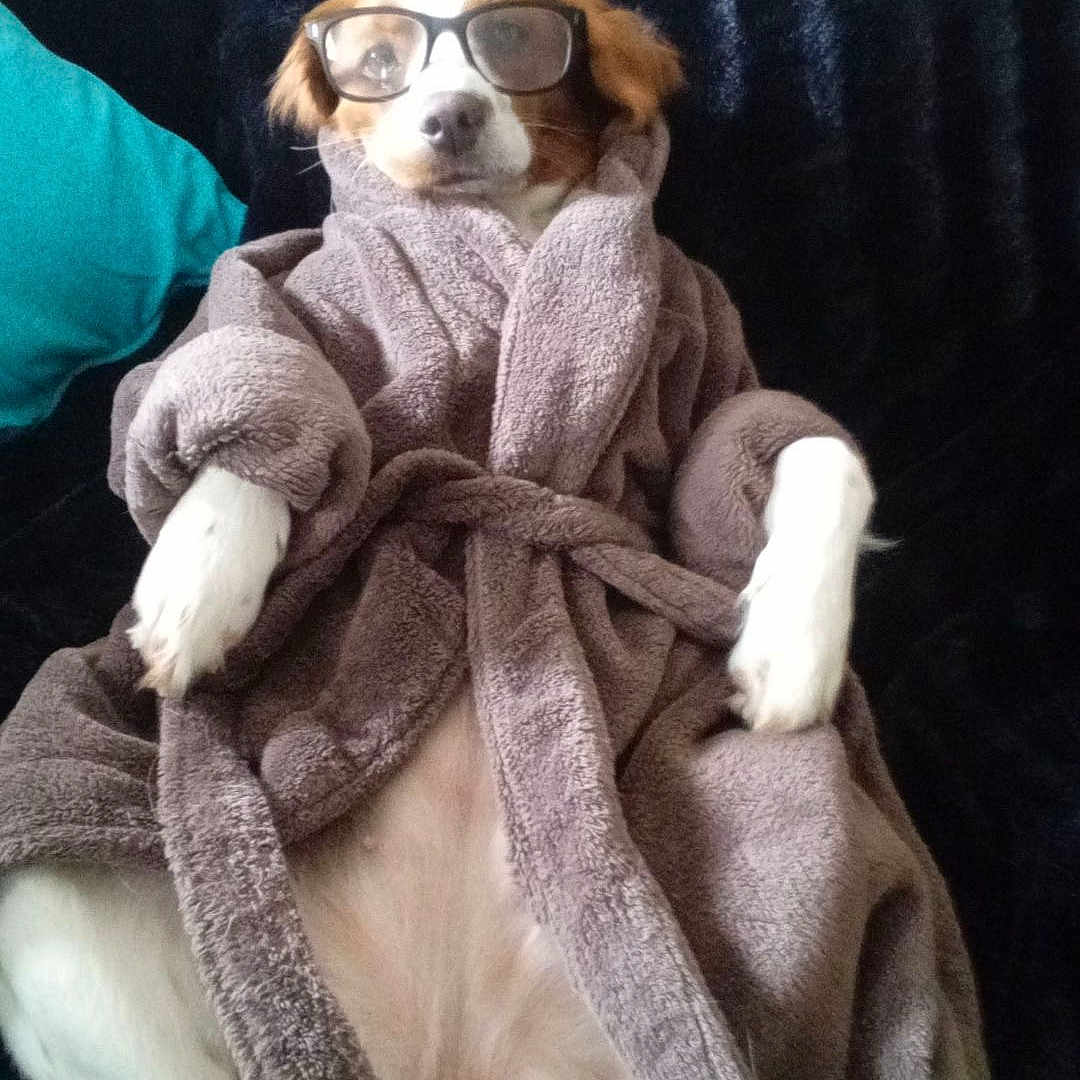 Ruby participe au concours pour gagner de l'argent avec cette photo : accessories, animal, bear, blanket, canine, couch, cushion, dog, face, furniture, glasses, head, homedecor, hound, person, pet, photography, portrait, puppy, towel