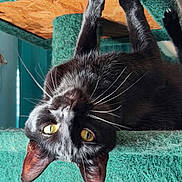 Binx is registered to the contest to win money with this photo: cat, black_cat, yellow_eyes, whiskers, cat_tree, indoor, pet, playful, curious, feline, fur, paw, scratching_post, animal, closeup, portrait, looking, upside_down, home, cute