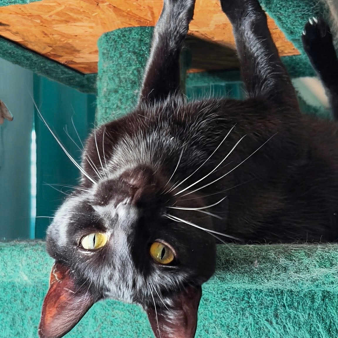 Binx is registered to the contest to win money with this photo: cat, black_cat, yellow_eyes, whiskers, cat_tree, indoor, pet, playful, curious, feline, fur, paw, scratching_post, animal, closeup, portrait, looking, upside_down, home, cute