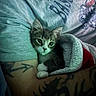 Kitten Little joined the competition — help win amazing prizes! kitten, cat, tattoo, blanket, person, arm, shirt, graphic, resting, cozy, indoor, pet, animal, cute, feline, closeup, comfort, snuggling, young, domestic