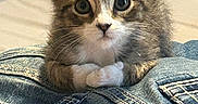 Kitten Little joined the competition — help win amazing prizes! animal, cat, closeup, clothing, curious, cute, denim, feline, fur, indoor, jacket, kitten, paws, pet, portrait, small, striped, tabby, whiskers, young