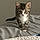Kitten Little