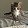 Kitten Little
