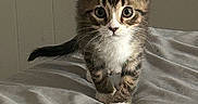 Kitten Little joined the competition — help win amazing prizes! kitten, cat, tabby, young, pet, animal, fur, whiskers, bed, blanket, indoor, cute, small, curious, walking, soft, cozy, feline, striped, ears